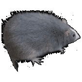 himbspin